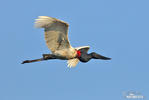 Jabiru