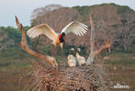 Jabiru