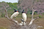 Jabiru