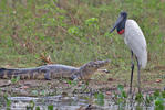 Jabiru