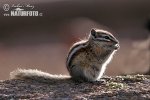 Kleiner Chipmunk