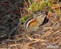 Kleiner Chipmunk