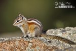 Kleiner Chipmunk