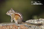 Kleiner Chipmunk