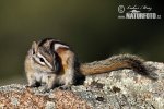 Kleiner Chipmunk