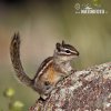 Kleiner Chipmunk