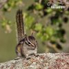 Kleiner Chipmunk