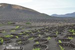 Lanzarote, Kanarischen Inseln