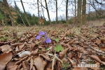 Leberblümchen