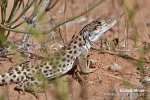 Leopardleguan