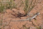 Leopardleguan