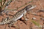 Leopardleguan