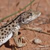 Leopardleguan