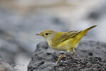 Mangrovewaldsänger