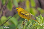 Mangrovewaldsänger