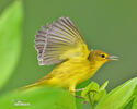 Mangrovewaldsänger