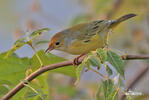 Mangrovewaldsänger