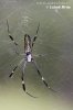 Nephila spinne