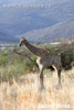Netzgiraffe giraffe