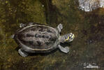 Neuguinea-Schnappschildkröte
