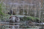 Nutria, Sumpfbiber