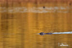 Nutria, Sumpfbiber