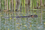 Nutria, Sumpfbiber