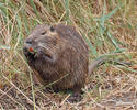 Nutria, Sumpfbiber