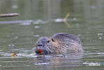 Nutria, Sumpfbiber