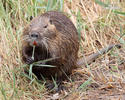 Nutria, Sumpfbiber