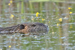 Nutria, Sumpfbiber