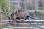 Nutria, Sumpfbiber