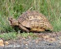 Pantherschildkrote