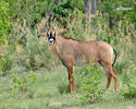 Pferde Antilope