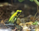 Phyllobates bicolor