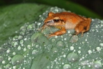 Pristimantis achatinus