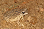 Rhinella granulosa
