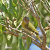 Rostbrauenvireo