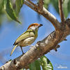 Rostbrauenvireo