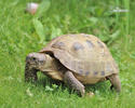 Russische Landschildkrote