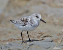 Sanderling