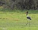 Sattelstorch