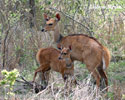 Schirrantilope Buschbock