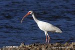 Schneesichler, Weißibis