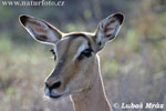 Schwarzfersenantilope