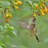 Schwarzohrkolibri