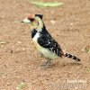 Schwarzrücken-Bartvogel Haubenbartvogel