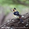 Schwarzrücken-Bartvogel Haubenbartvogel
