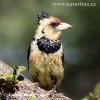 Schwarzrücken-Bartvogel Haubenbartvogel