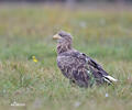 Seeadler